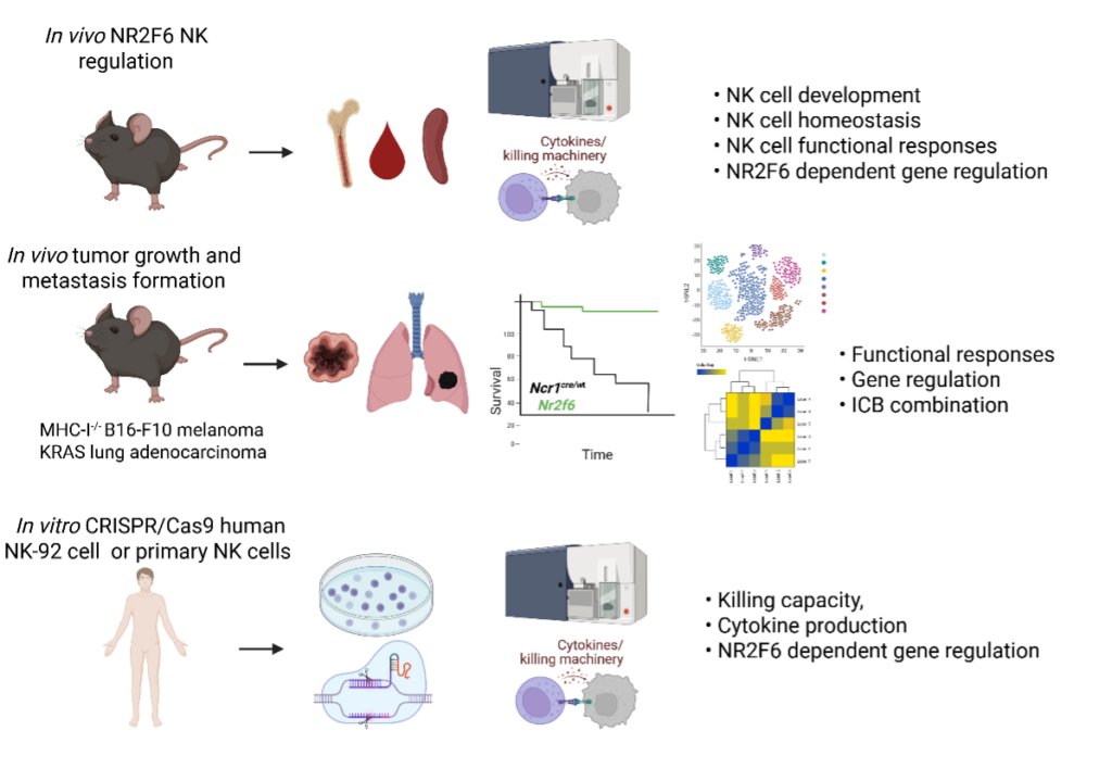 Kleiter-lab: Research