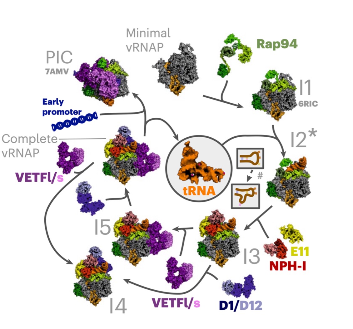 Assembly der viralen RNA Polymerase von Pockenviren, die durch eine tRNA (in orange) als Chaperon erst ermöglicht wird (Bartuli et al., 2025, Nat. Struct. & Mol. Biology).