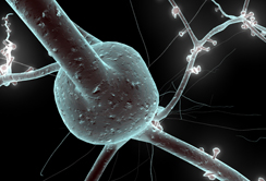Einzelnes Neuron (Copyright: Blue Brain/HPB)