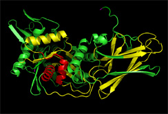 1)	Struktur des Hsp70-Proteins. Das Peptid B29 ist rot hervorgehoben.